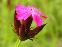Dianthus carthusianorum