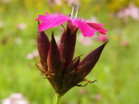 Dianthus carthusianorum