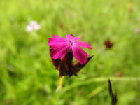 Dianthus carthusianorum
