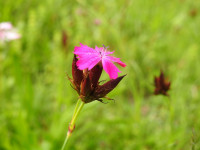Dianthus carthusianorum
