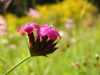 Dianthus carthusianorum