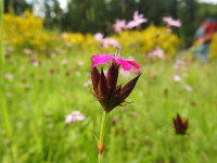 Dianthus carthusianorum