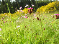 Dianthus carthusianorum