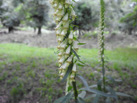Digitalis lutea