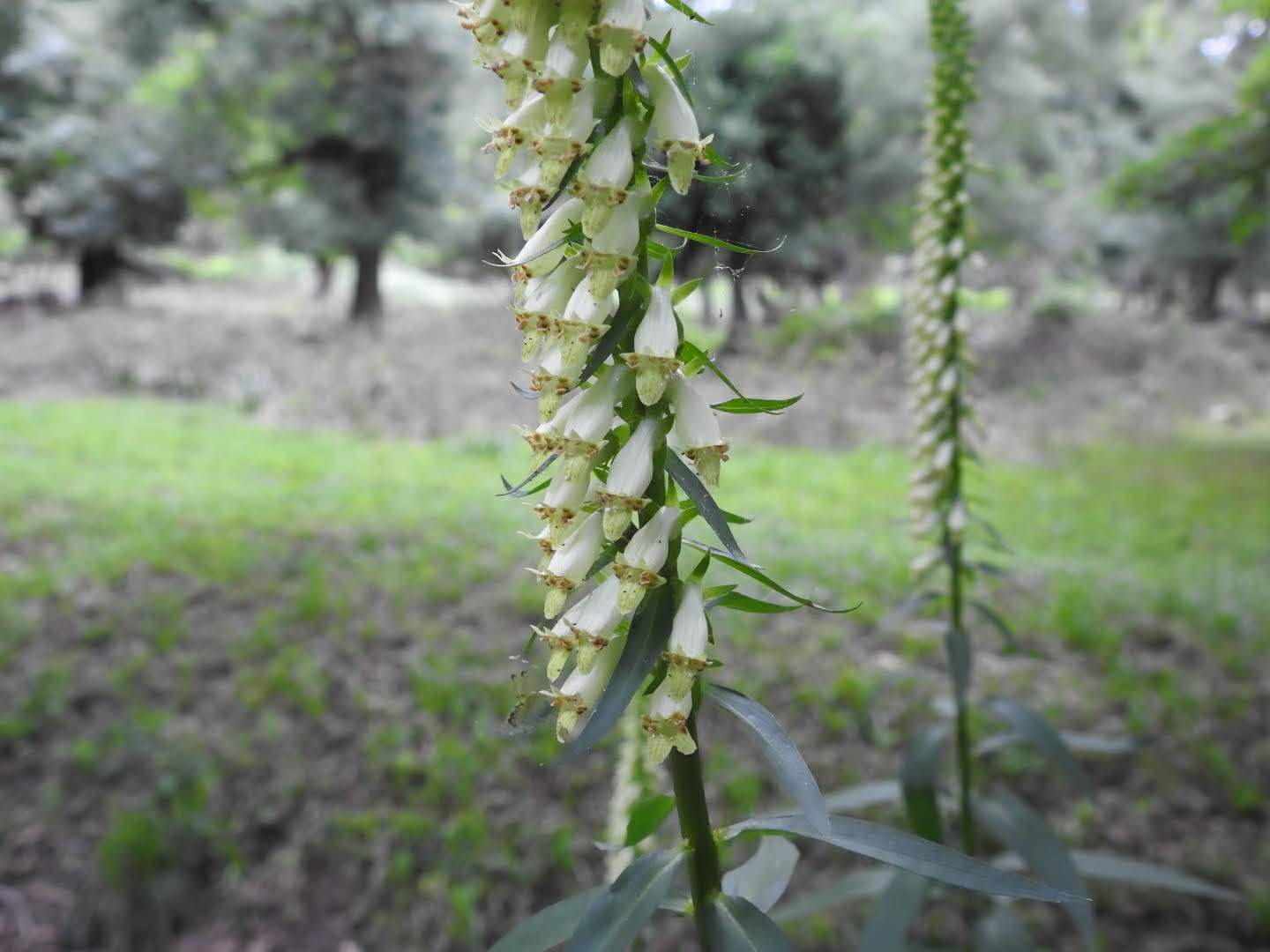 Digitalis lutea