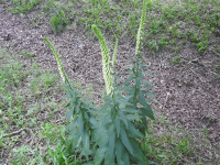 Digitalis lutea