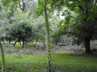 Digitalis lutea