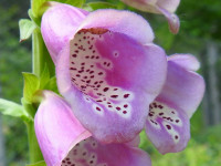 Digitalis purpurea