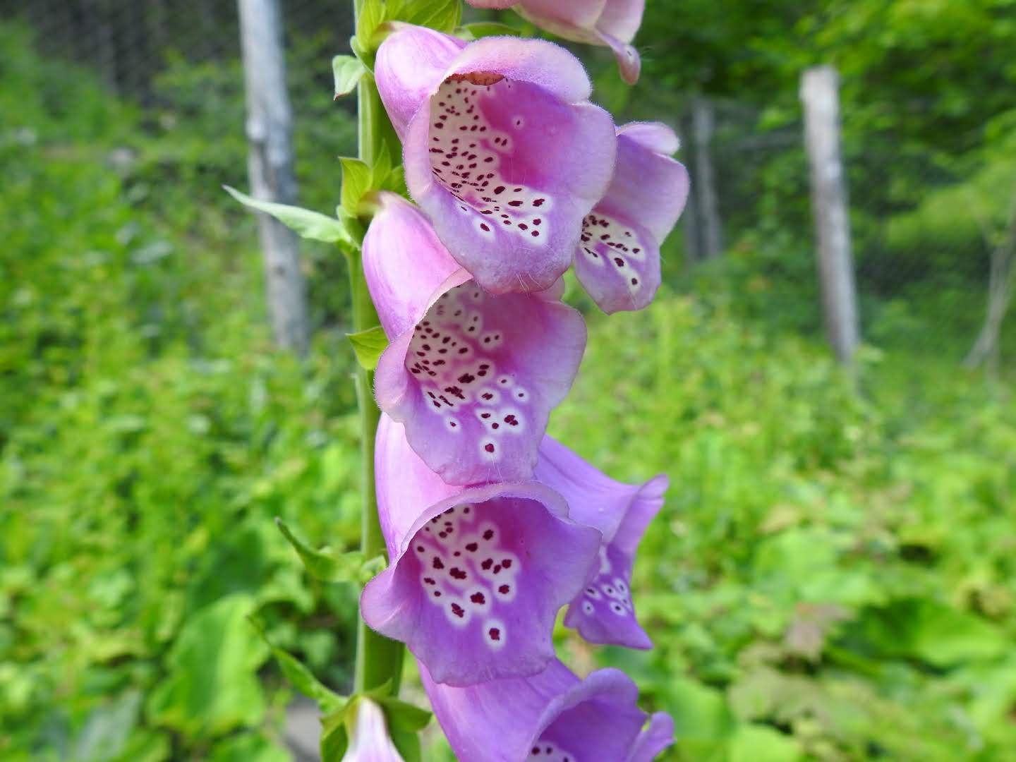 Digitalis purpurea