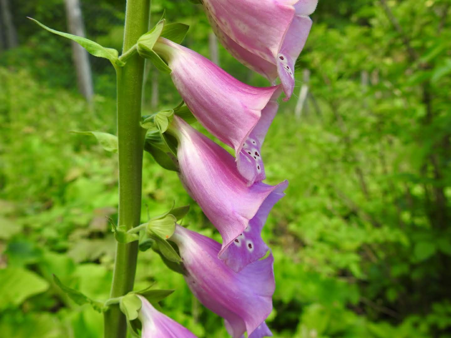Digitalis purpurea
