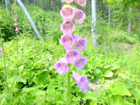 Digitalis purpurea