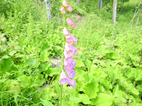 Digitalis purpurea