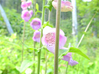 Digitalis purpurea