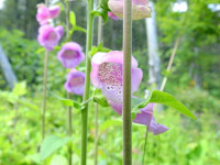 Digitalis purpurea