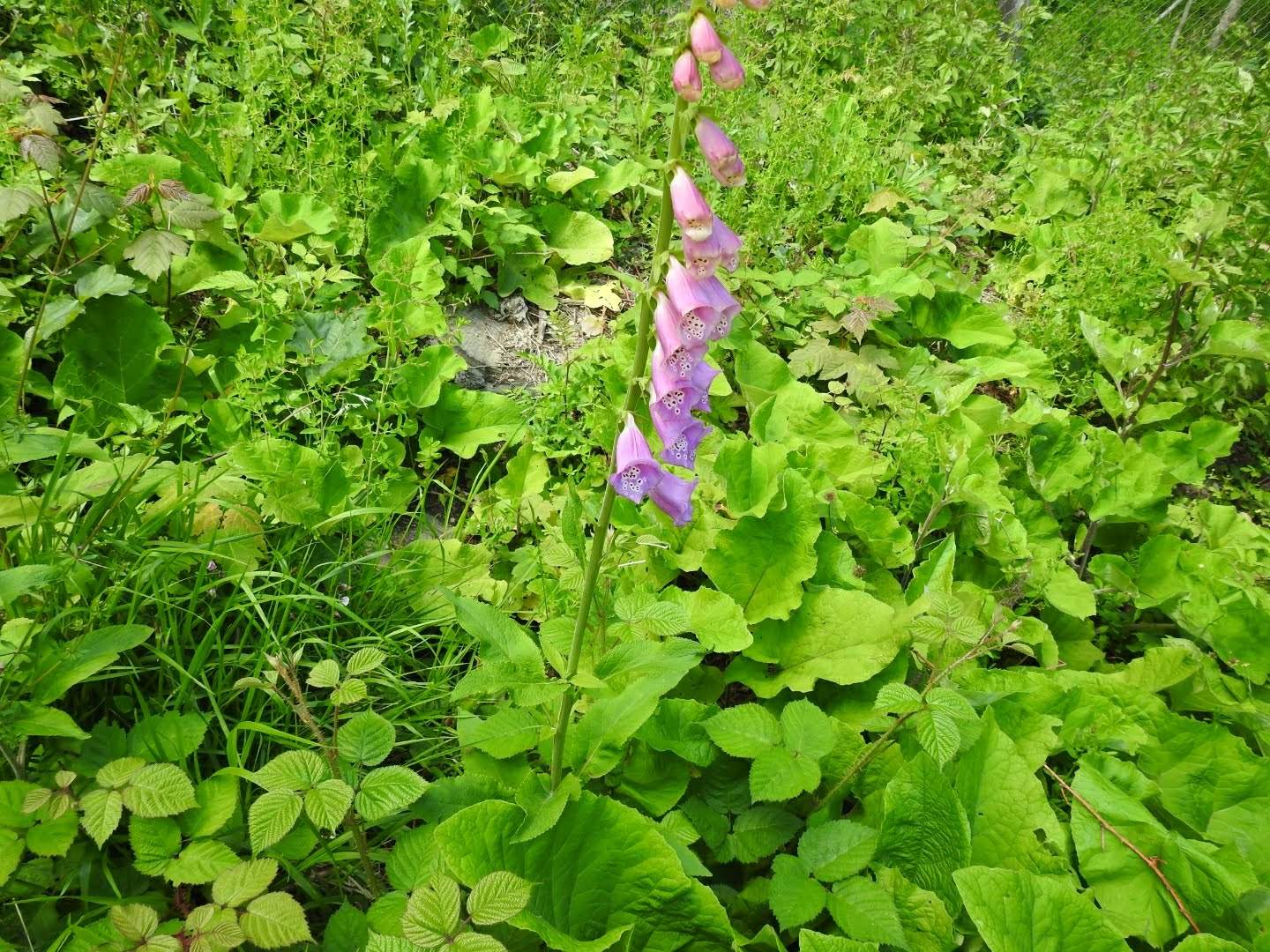 Digitalis purpurea