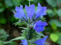 Echium vulgare