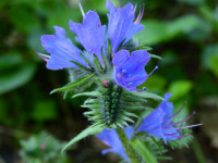 Echium vulgare