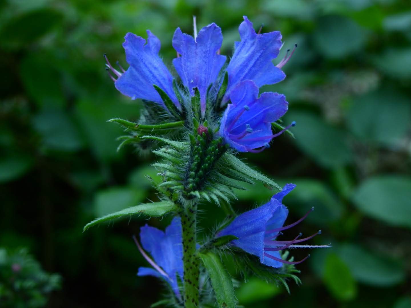 Echium vulgare