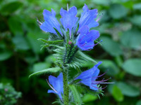 Echium vulgare