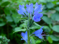 Echium vulgare