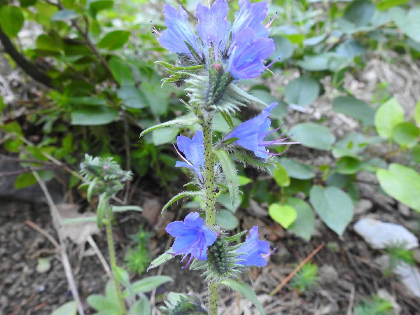 Echium vulgare