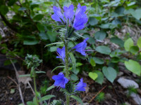 Echium vulgare