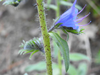 Echium vulgare