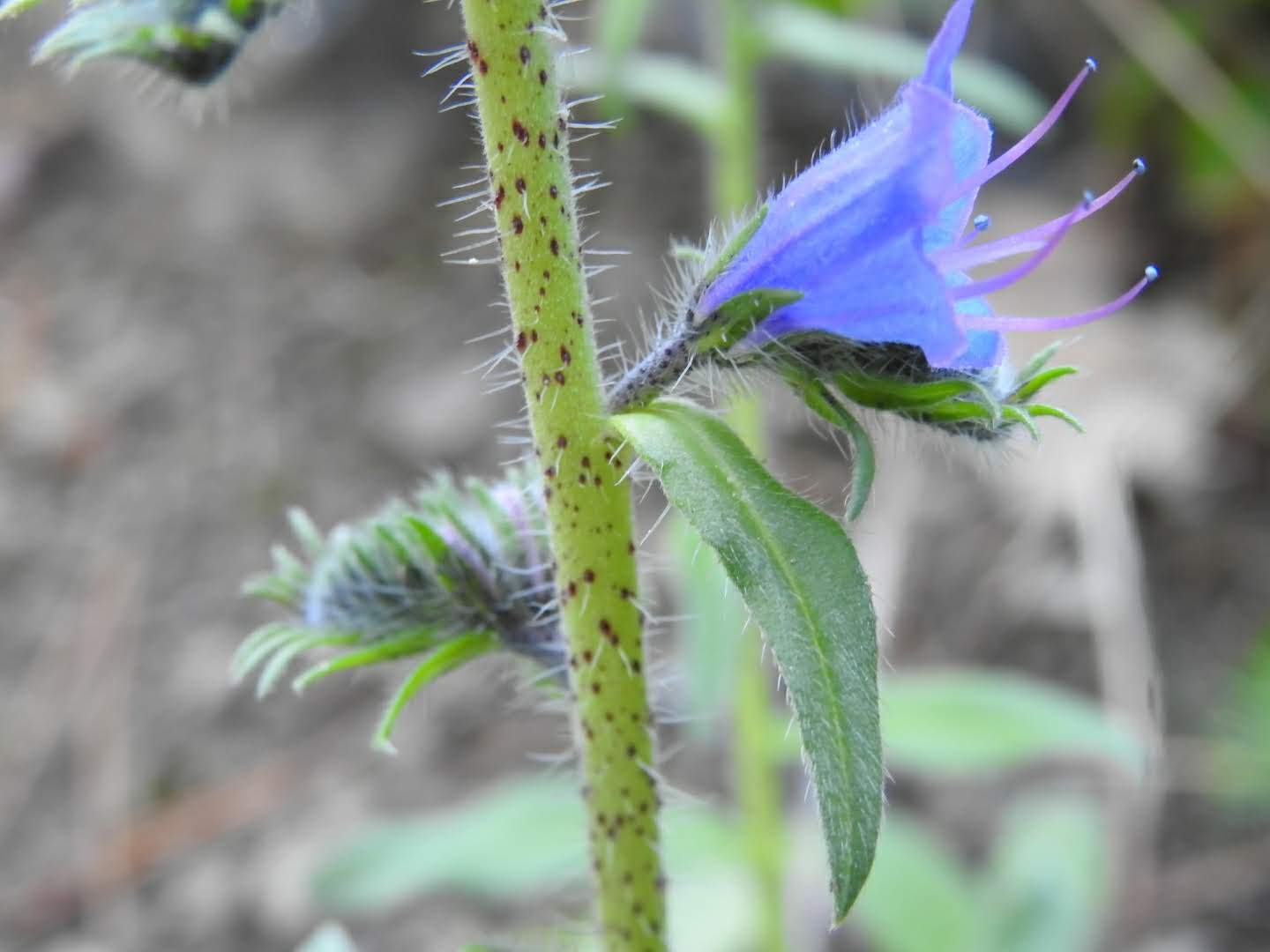 Echium vulgare