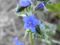 Echium vulgare