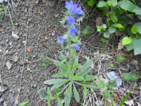 Echium vulgare