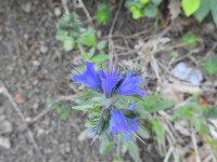 Echium vulgare