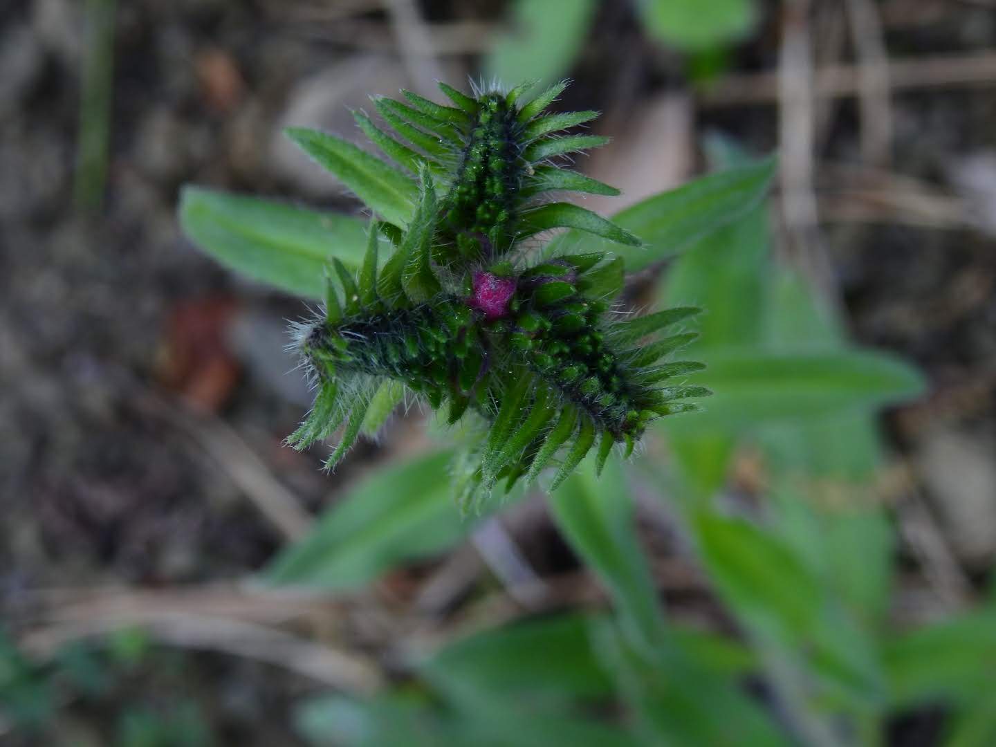 Echium vulgare