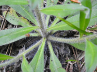 Echium vulgare