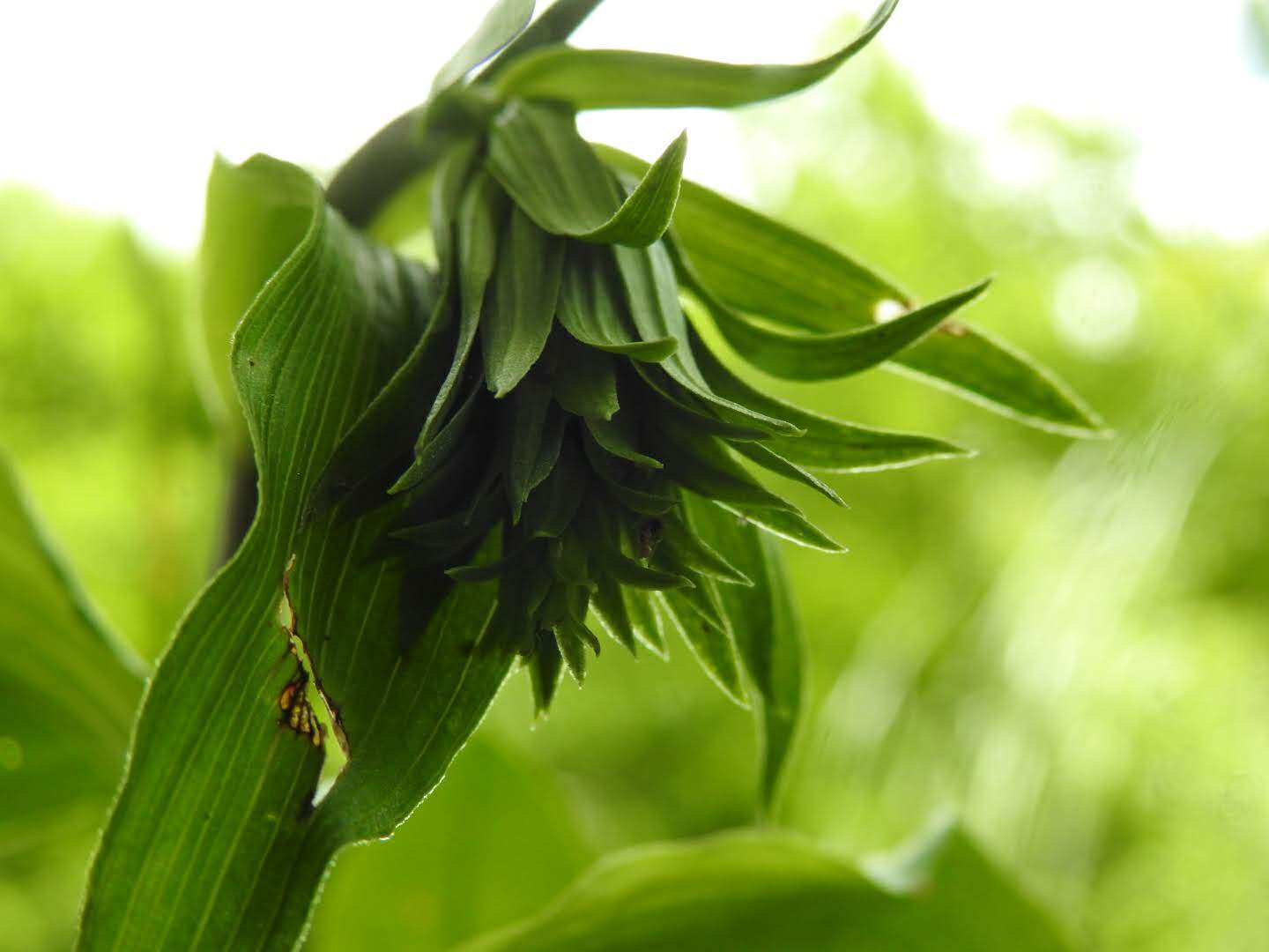 Epipactis helleborine