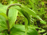 Epipactis helleborine