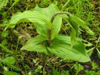 Epipactis helleborine