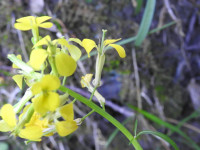 Erysimum pseudorhaeticum