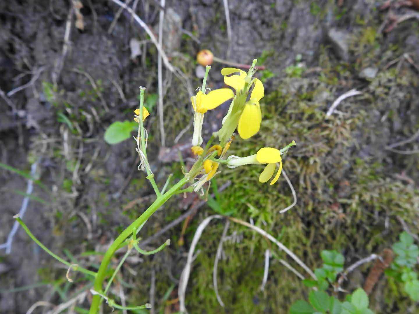 Erysimum pseudorhaeticum