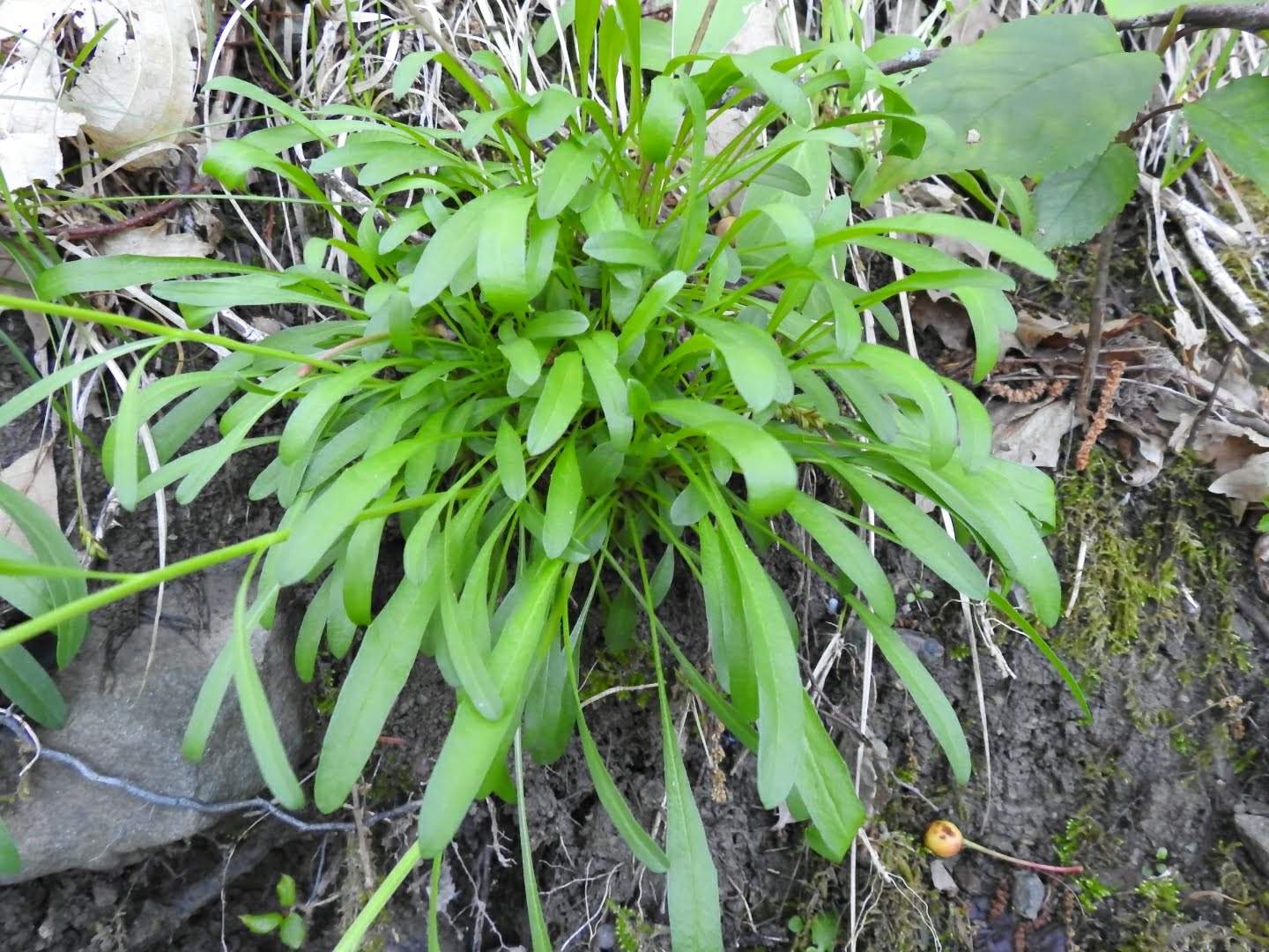 Erysimum pseudorhaeticum
