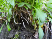 Erysimum pseudorhaeticum