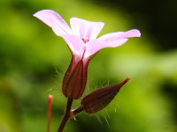 Geranium robertianum