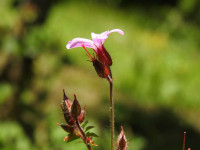 Geranium robertianum