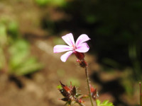 Geranium robertianum