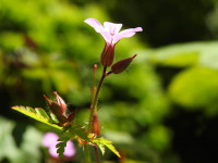Geranium robertianum