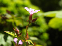 Geranium robertianum