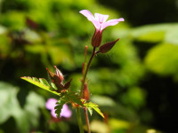 Geranium robertianum
