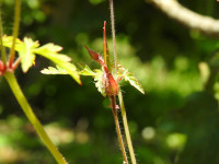 Geranium robertianum
