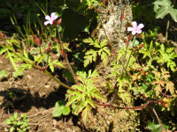 Geranium robertianum