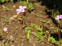 Geranium robertianum
