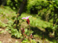 Geranium robertianum